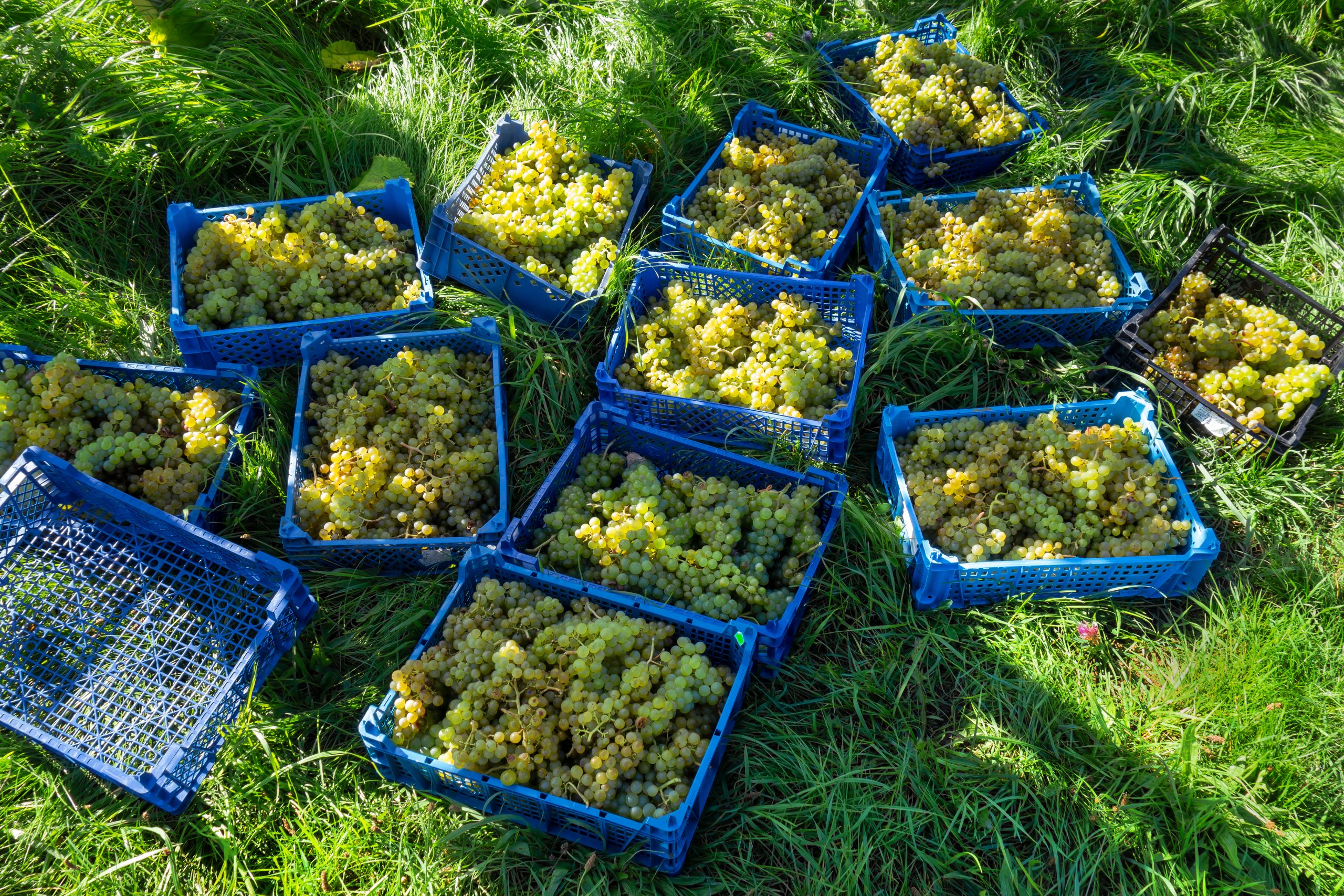 Vignerons vendangeant des raisins sous la chaleur estivale