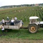 Champagne, Bourgogne, Beaujolais : le début des vendanges 2026 en août — ce qu’il faut savoir