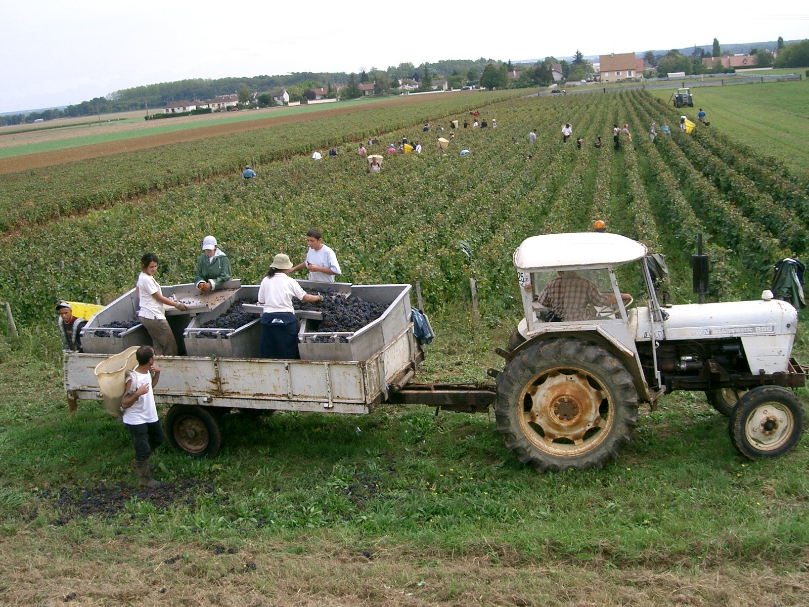 Vendangeurs récoltant le raisin à la main dans les vignes des Côtes de Beaune en Bourgogne