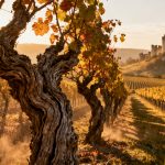 Vieux cep : pourquoi les vignes centenaires font les meilleurs vins