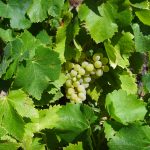 Vendanges 2026 : le 16 juillet dans l Aude, un record jamais vu dans l histoire viticole française