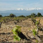 Le Midi vendange déjà en juillet : Roussillon, Languedoc et Provence entrent en récolte avec des records historiques