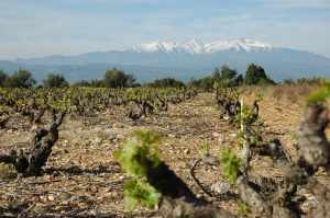 Le Midi vendange déjà en juillet : Roussillon, Languedoc et Provence entrent en récolte avec des records historiques