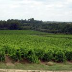 Armagnac : triple peine export, BNIA déficitaire — le réveil brutal d&rsquo;une filière qui stagne à 3,5 millions de bouteilles