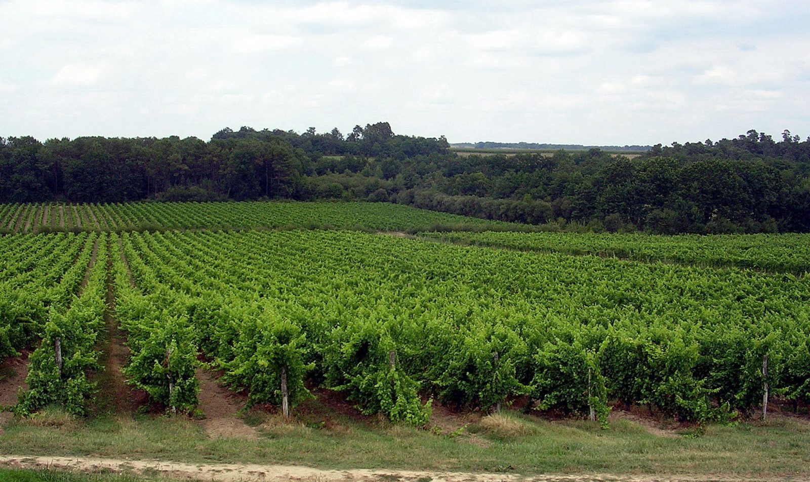 Armagnac : triple peine export, BNIA déficitaire — le réveil brutal d&rsquo;une filière qui stagne à 3,5 millions de bouteilles