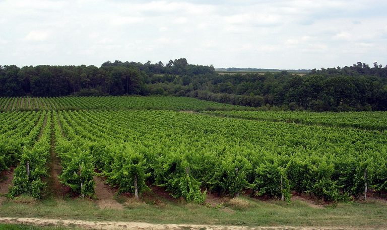 Armagnac : triple peine export, BNIA déficitaire — le réveil brutal d&rsquo;une filière qui stagne à 3,5 millions de bouteilles
