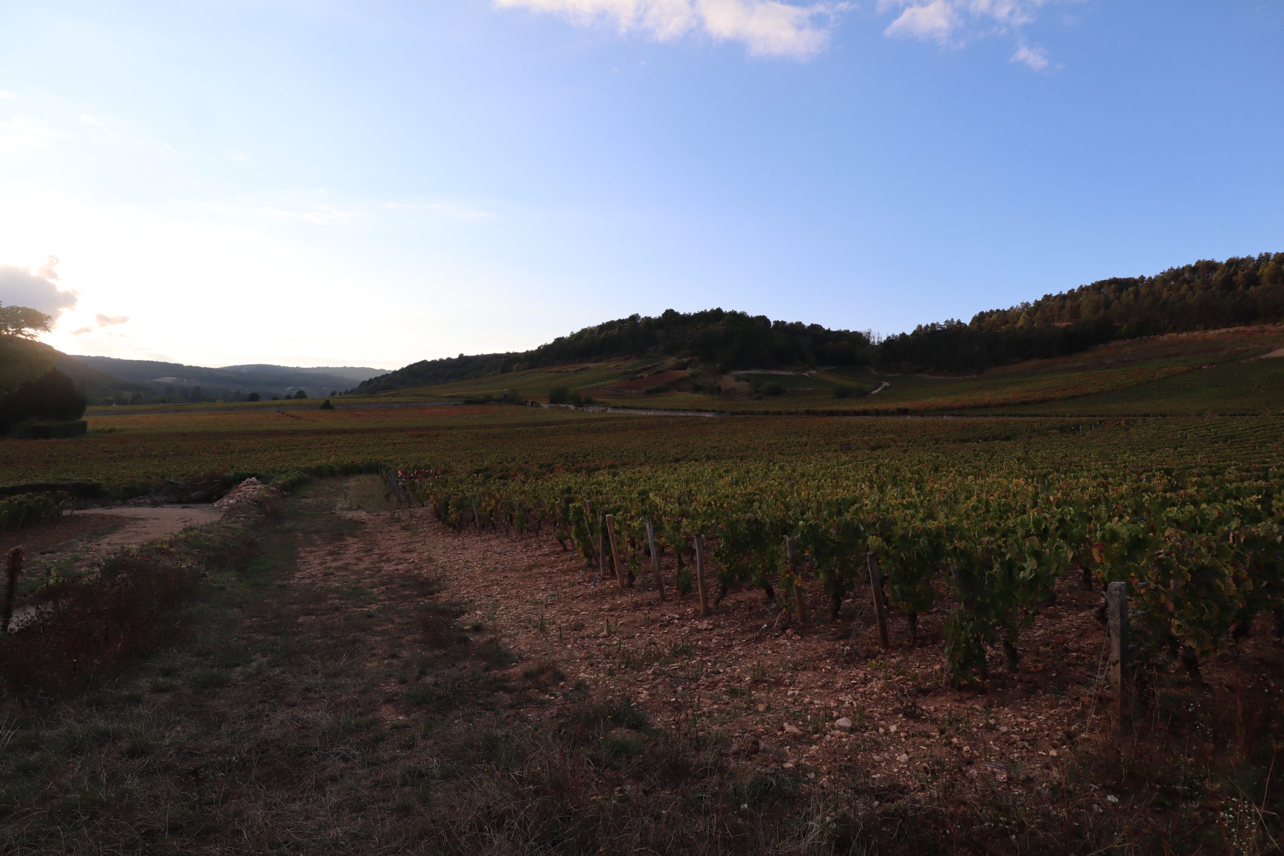 Vignoble d'Auxey-Duresses en Côte-d'Or — l'un des vignobles bourguignons directement exposés