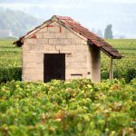 Vendanges en Bourgogne 2026 : début août en Mâconnais, mi-août en Côte-d’Or