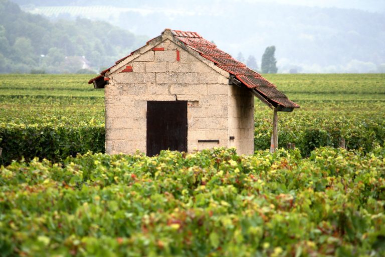 Vendanges en Bourgogne 2026 : début août en Mâconnais, mi-août en Côte-d&rsquo;Or