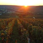 Vendanges Champagne 2026 : le 15 août officialisé — bilan du vignoble à J-26