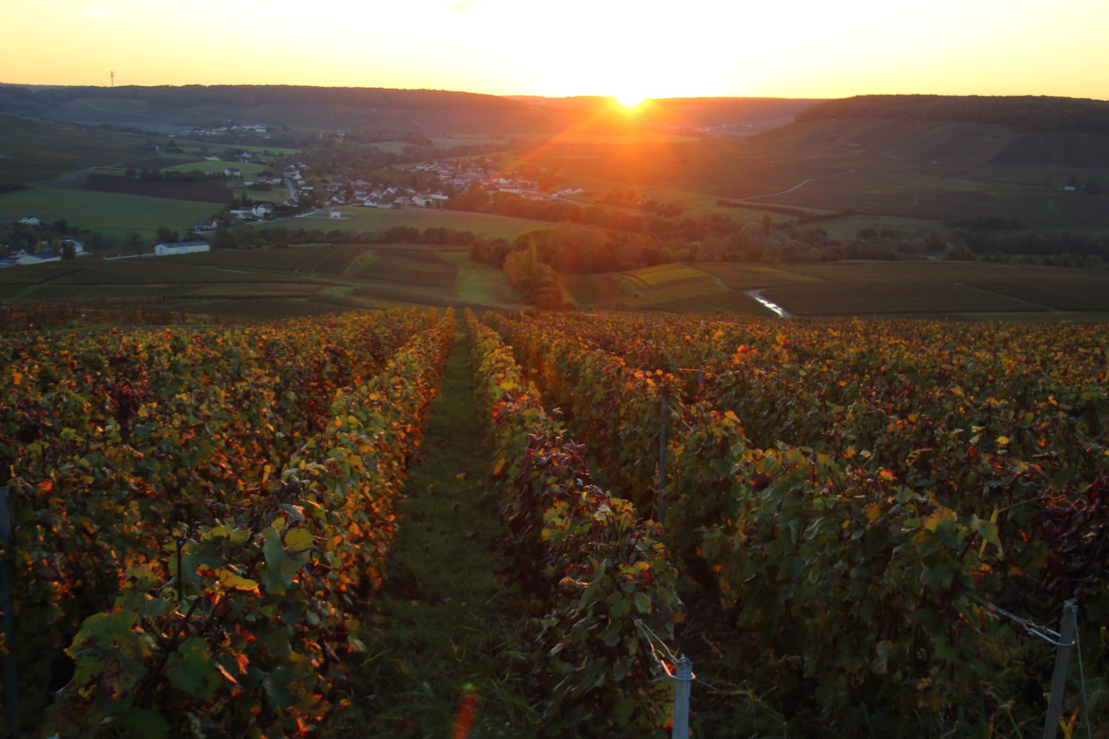 Vendanges Champagne 2026 : le 15 août officialisé — bilan du vignoble à J-26