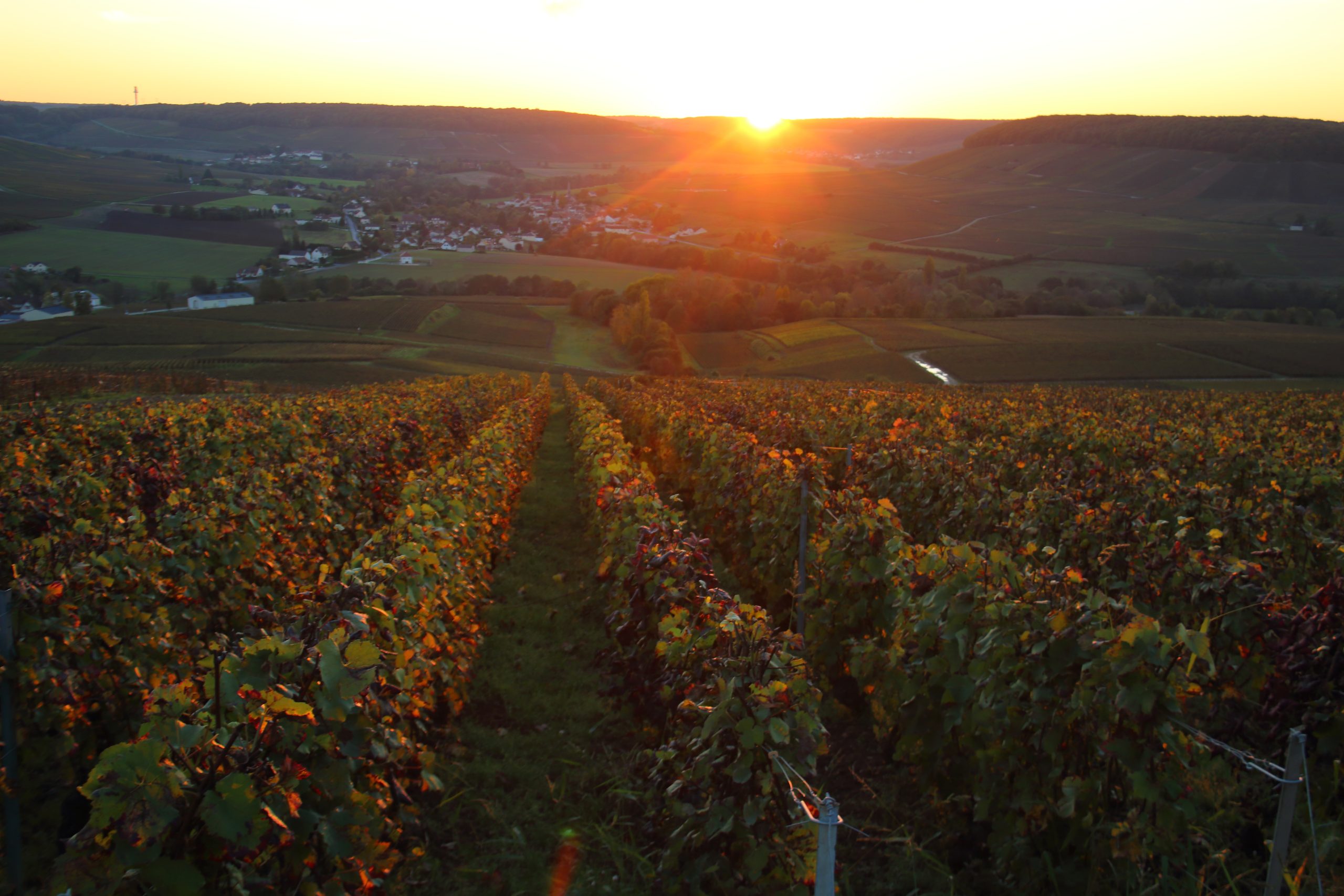 Rangées de ceps champenois en plein été, avant les vendanges 2026