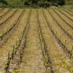 Grêle en Ardèche : 1 000 hectares de vignes ravagés en 20 minutes — les viticulteurs demandent une aide d urgence