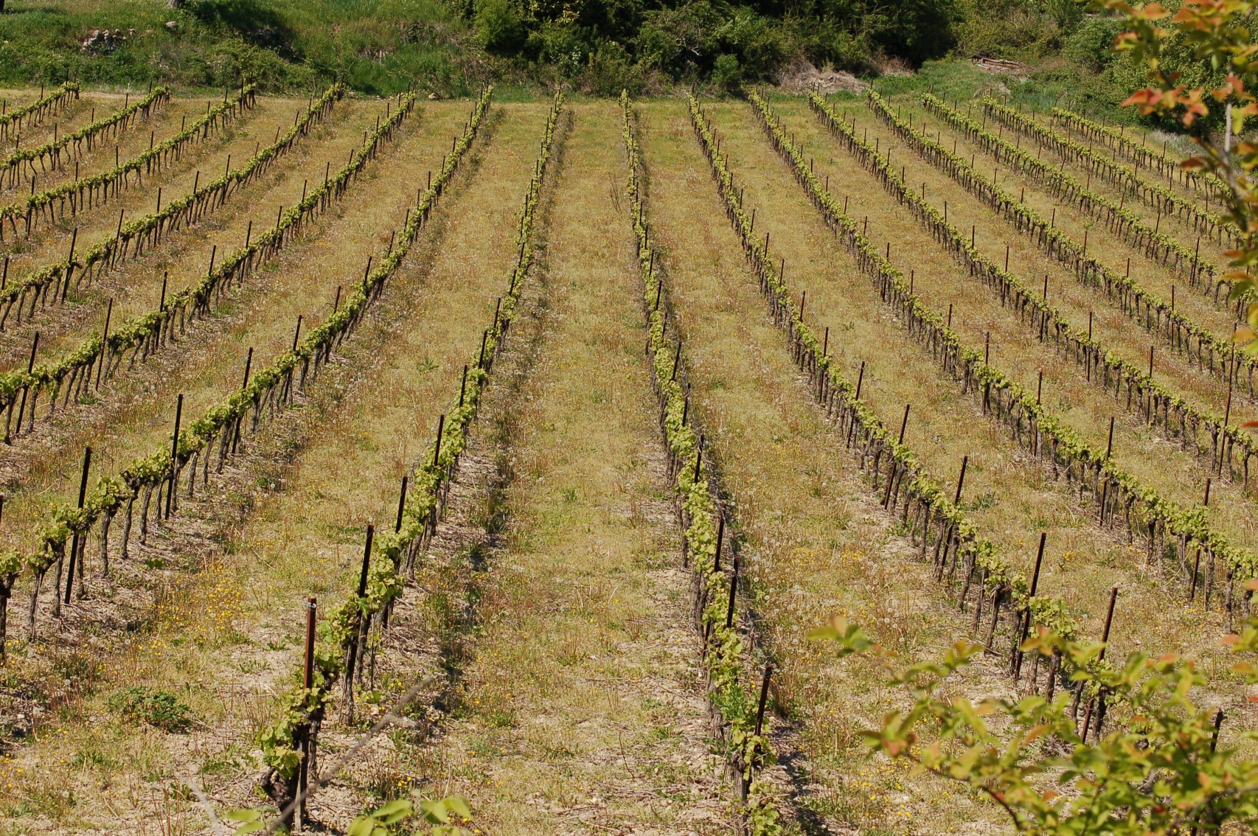 Vignoble des Côtes du Vivarais en Ardèche