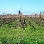 Incendie en Minervois : 900 hectares de vignes brûlés — et les parcelles ont contenu les flammes