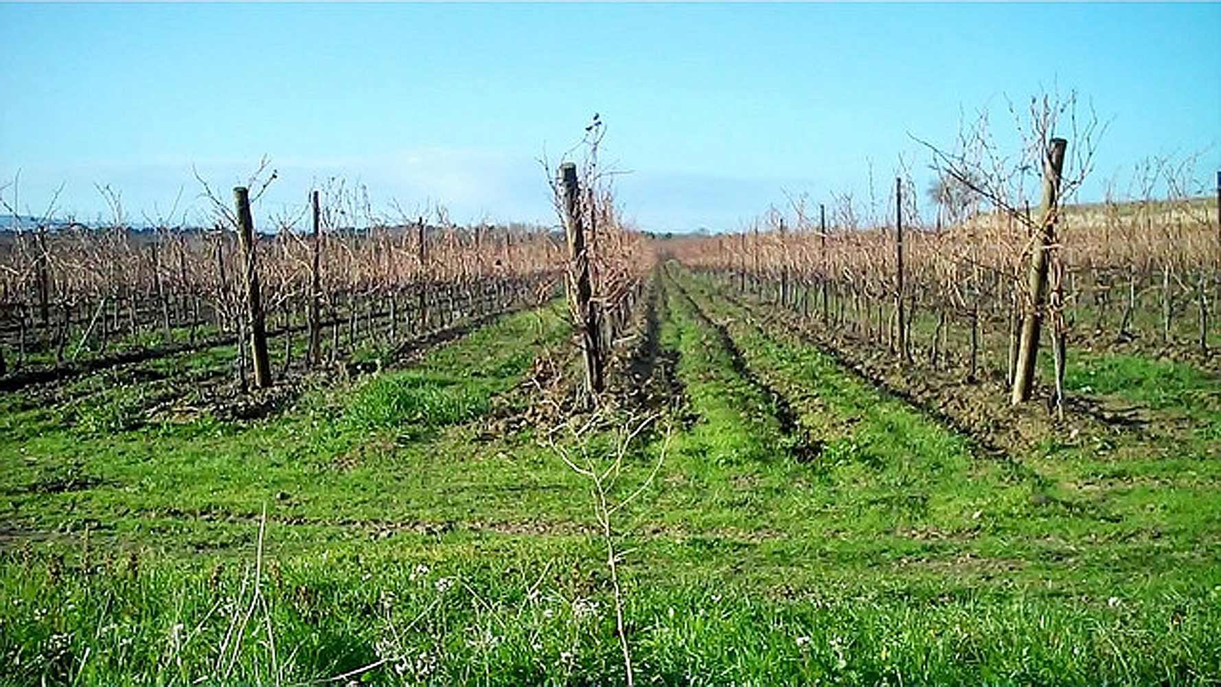 Vignoble de Minervois-la-Liviniere, appellation AOC Minervois Languedoc