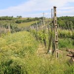 Viticulture régénérative : pourquoi vos prochains vins vont goûter la différence