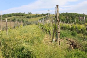 Viticulture régénérative : pourquoi vos prochains vins vont goûter la différence