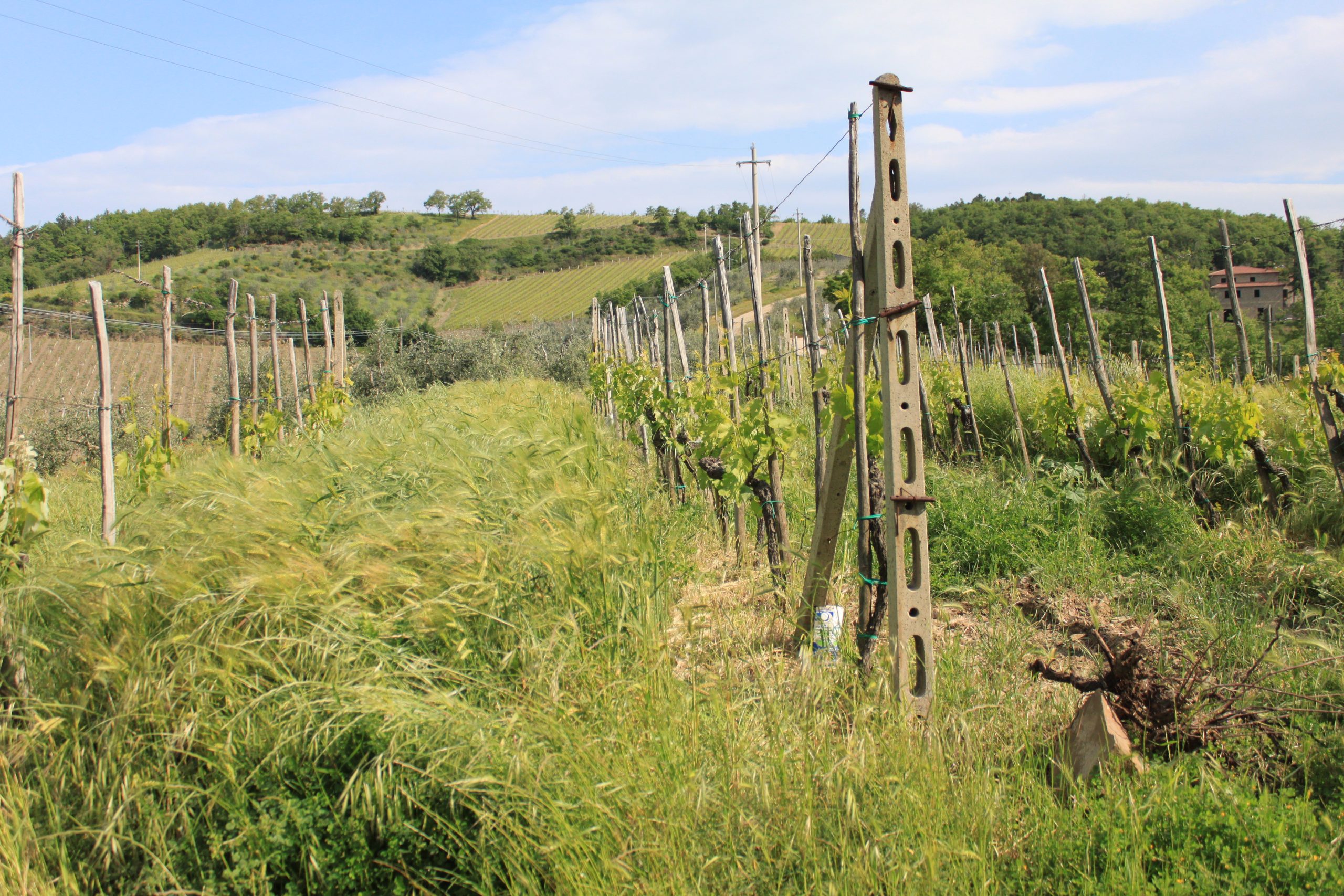 Vignoble avec couvert végétal — viticulture régénérative