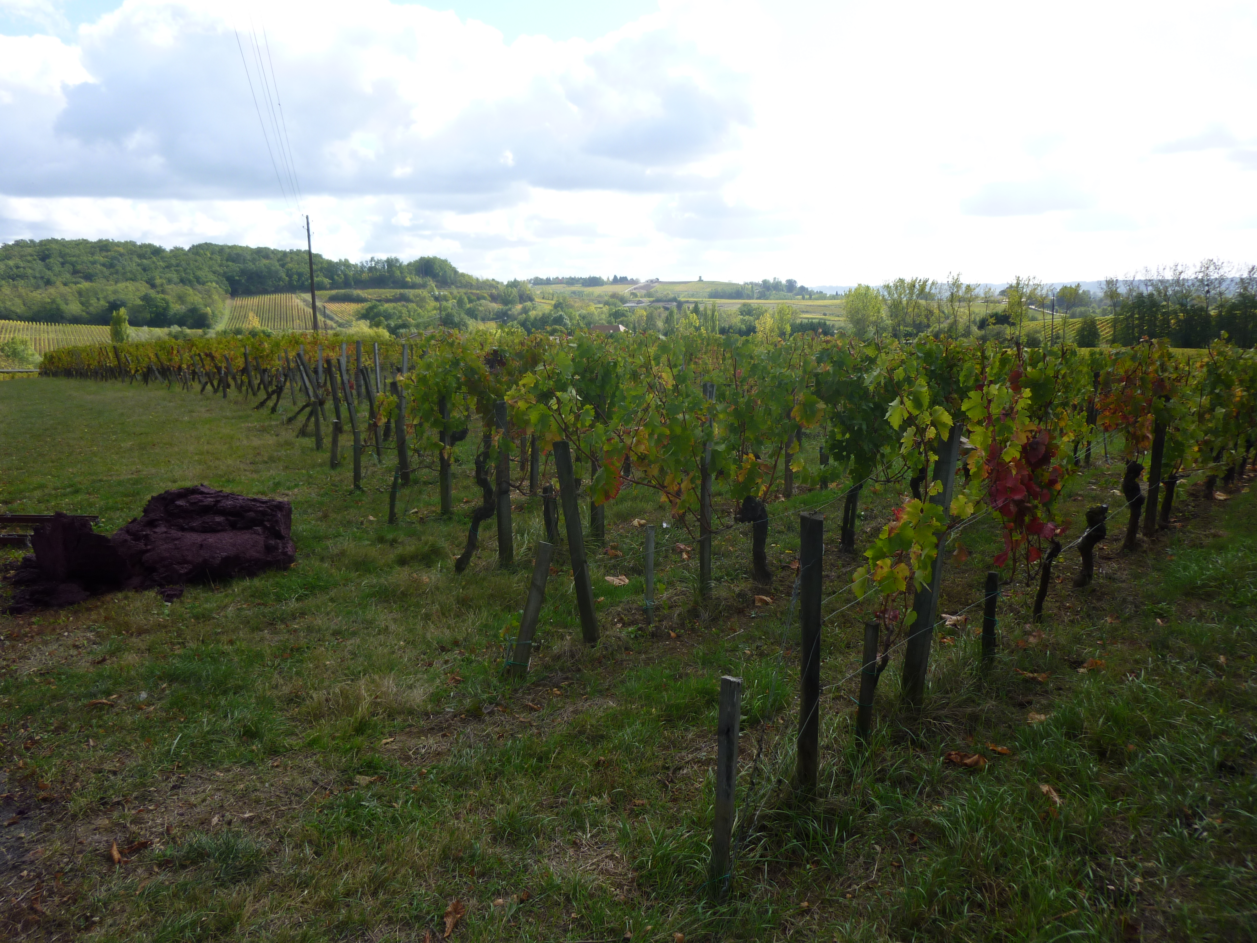 Vignoble de Bordeaux, premier vignoble exportateur de France vers les États-Unis
