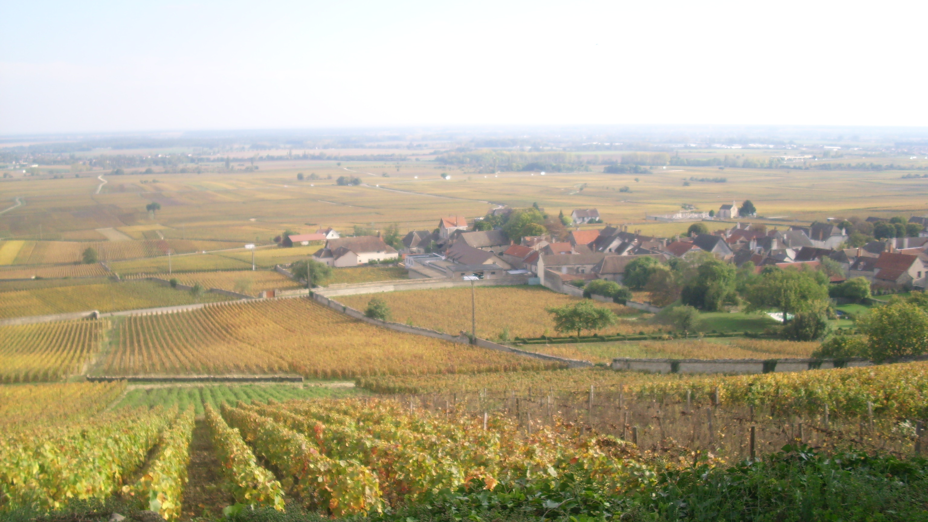 Vignoble de Volnay, Côte de Beaune, Bourgogne