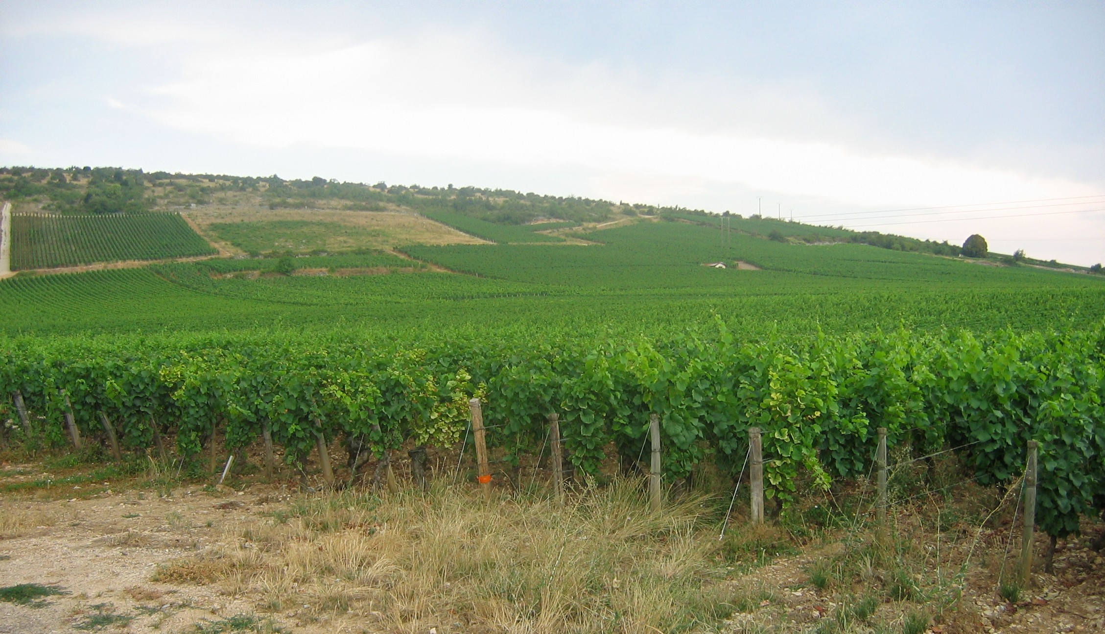 Vignobles de Nuits-Saint-Georges, Côte de Nuits, Bourgogne