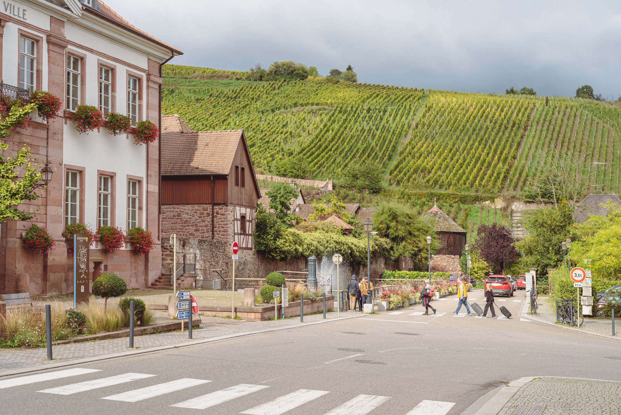 Rangées de vignes dans le vignoble de Riquewihr en Alsace, automne 2024