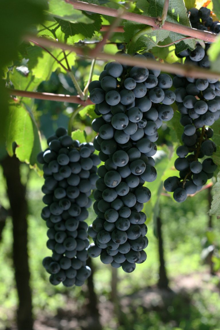 Guide Bonarda : le cépage argentin aux tanins soyeux Grappes de raisin Bonarda, cépage rouge argentin de Mendoza