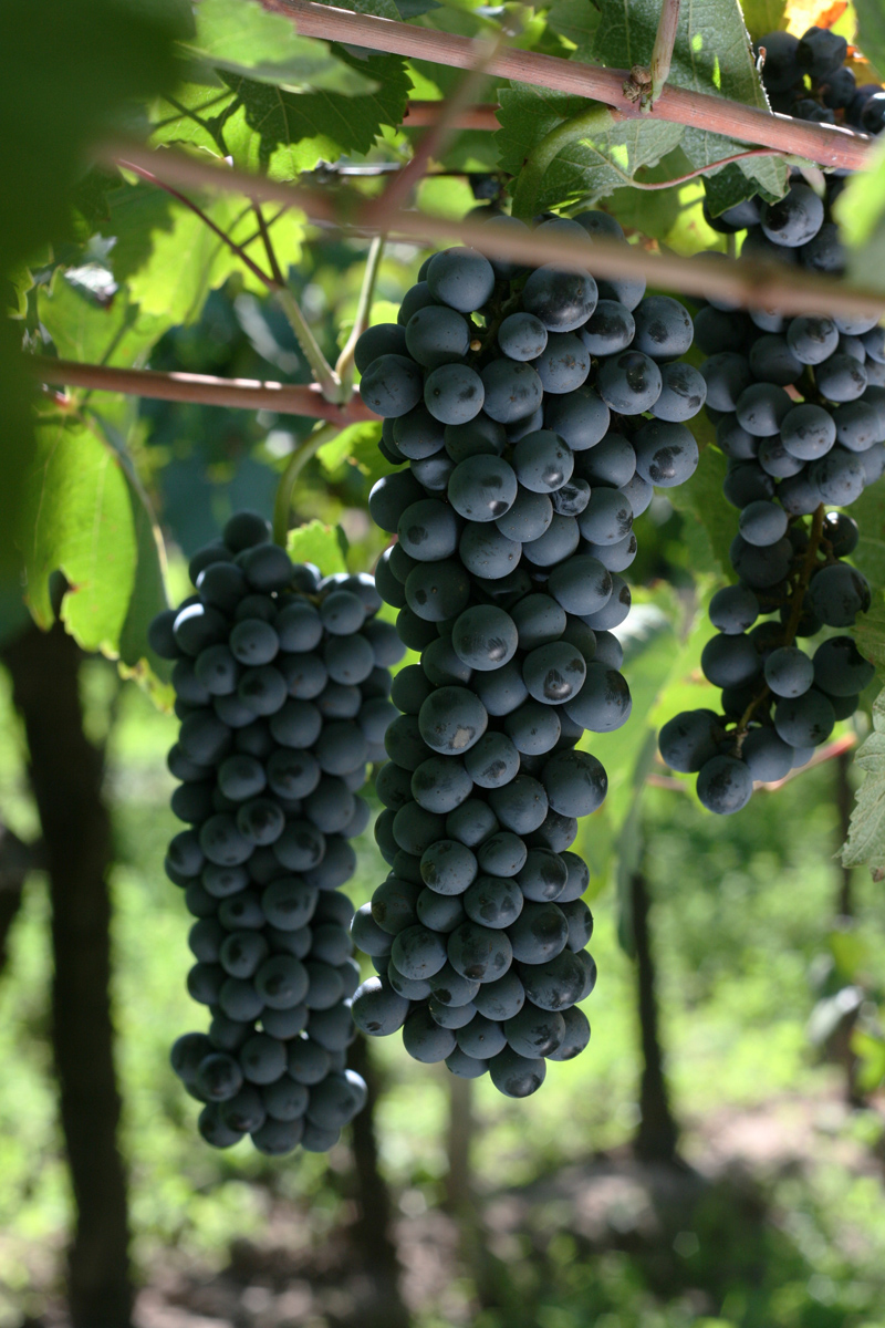 Grappes de raisin Bonarda, cépage rouge argentin de Mendoza