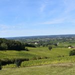 En Dordogne, le Monbazillac sera en cave début septembre : le grand liquoreux français vendange comme un vin sec d autrefois