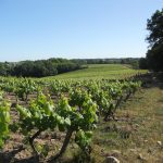 11 août en Muscadet, 17 août à Sancerre : la Loire entre en vendanges comme jamais dans son histoire