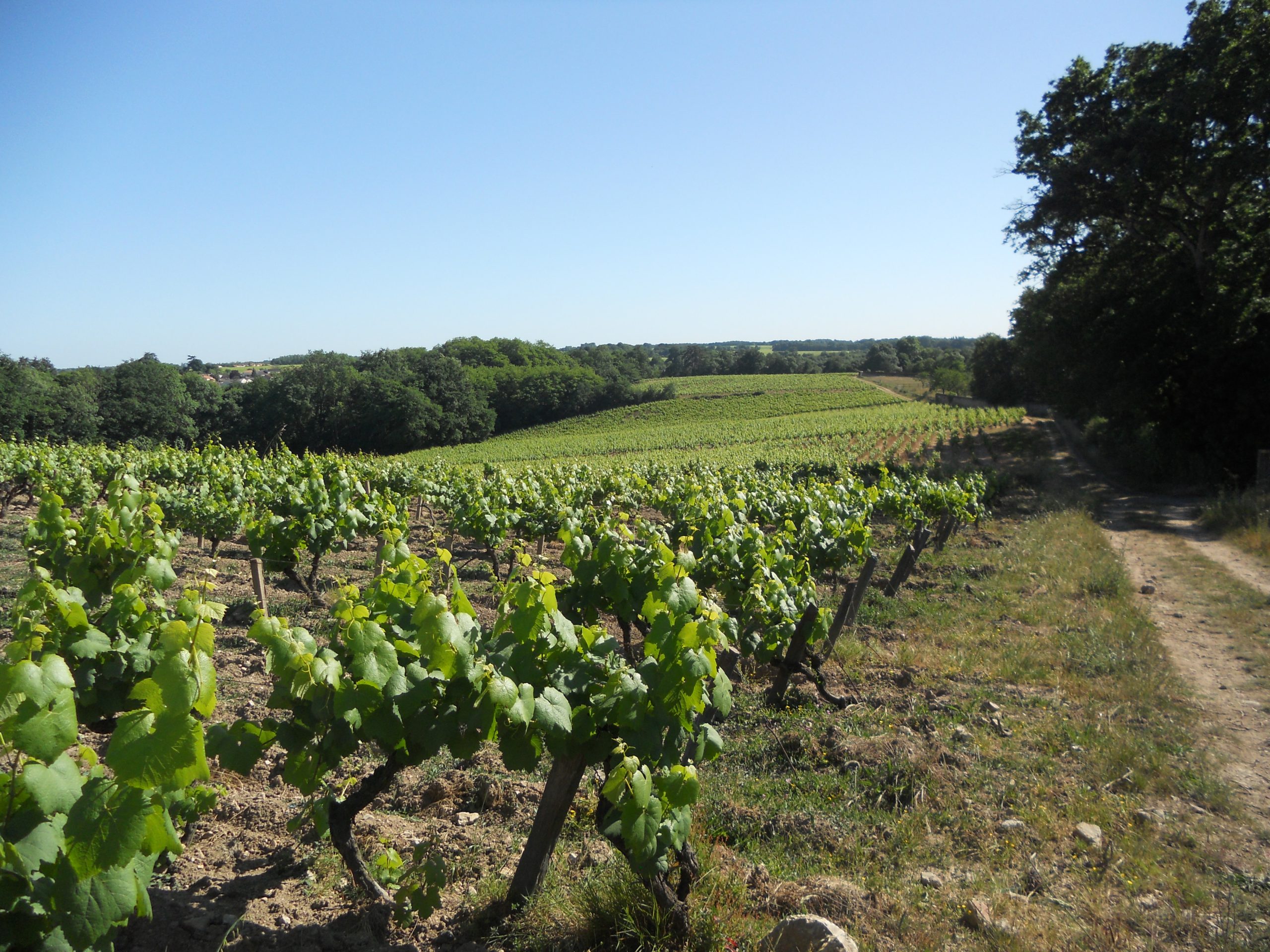 Vignoble Melon de Bourgogne, Muscadet, Pays Nantes, Loire — Jameson Fink CC BY 2.0