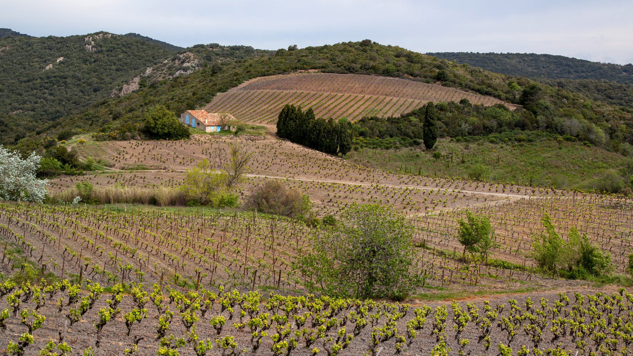 Vignoble des Corbières, Aude — Cascastel