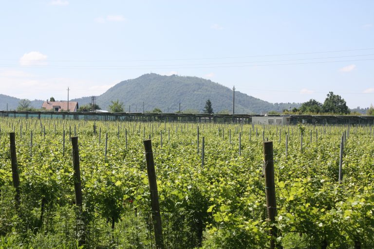 La Franciacorta a vendangé en juillet pour la première fois de son histoire