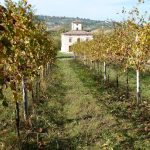 Emidio Pepe s’en va à 94 ans : le vigneron qui n’a jamais filtré un seul de ses vins