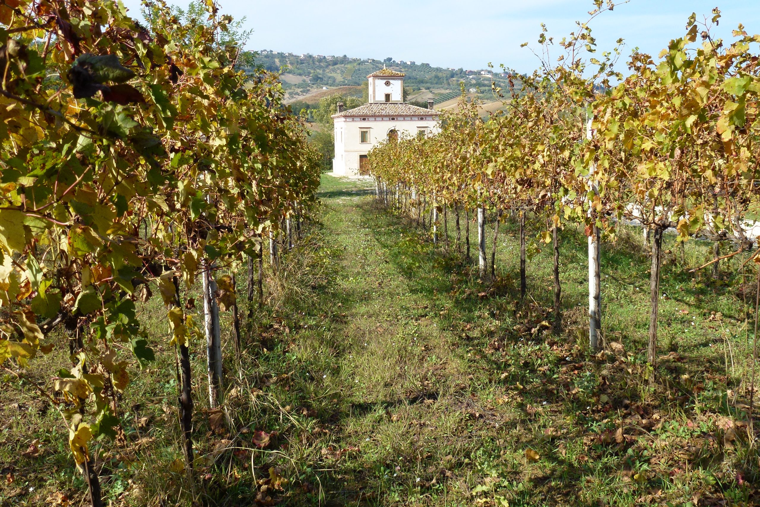 Vignoble de l Abruzzo en automne - région du Montepulciano d Abruzzo