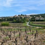 200 brebis pour entretenir les vignes et prévenir les feux : le retour du pastoralisme dans les Corbières
