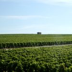 Médoc à 10 000 €/ha, Pauillac à -23% : le vignoble bordelais au fond du gouffre