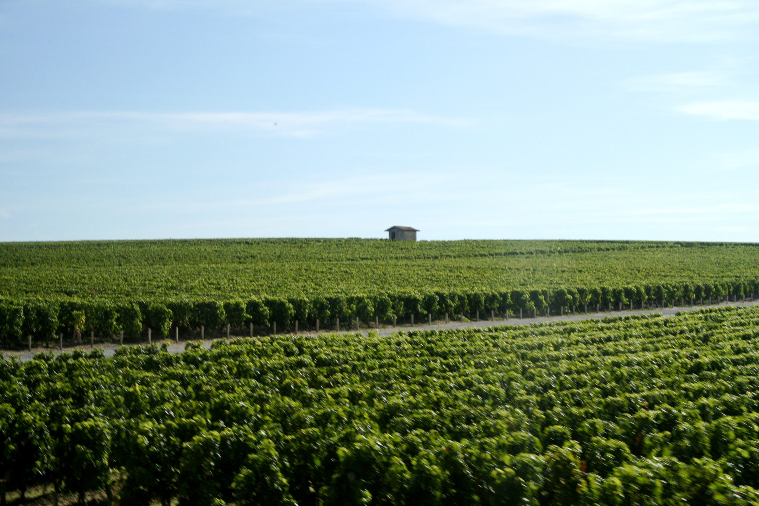 Vignobles du Château Cos d'Estournel, Saint Estèphe, Médoc