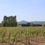 Ce n’est pas la chaleur qui sépare les vignobles en 2026, c’est l’eau
