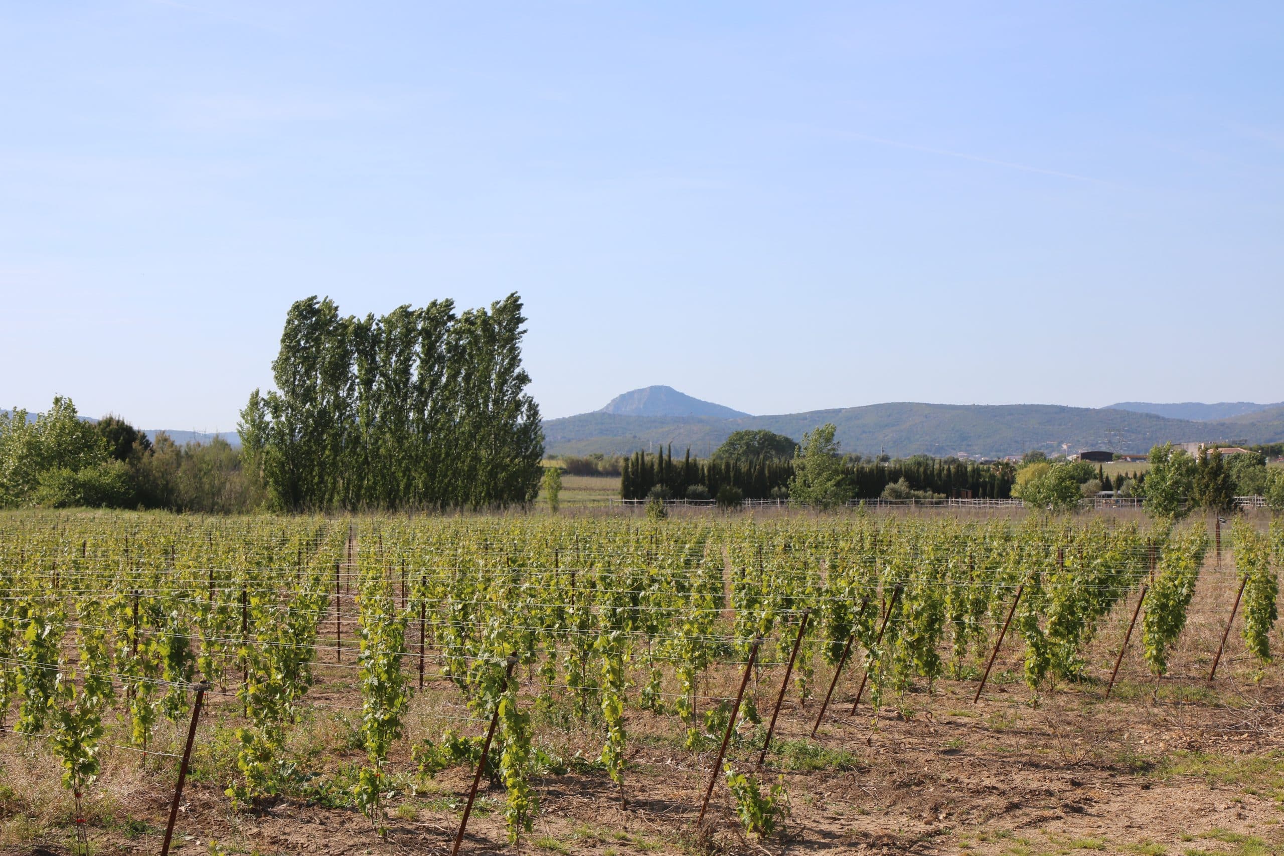 Vignoble méditerranéen de l'Hérault en été, Languedoc, France — stress hydrique vignes 2026
