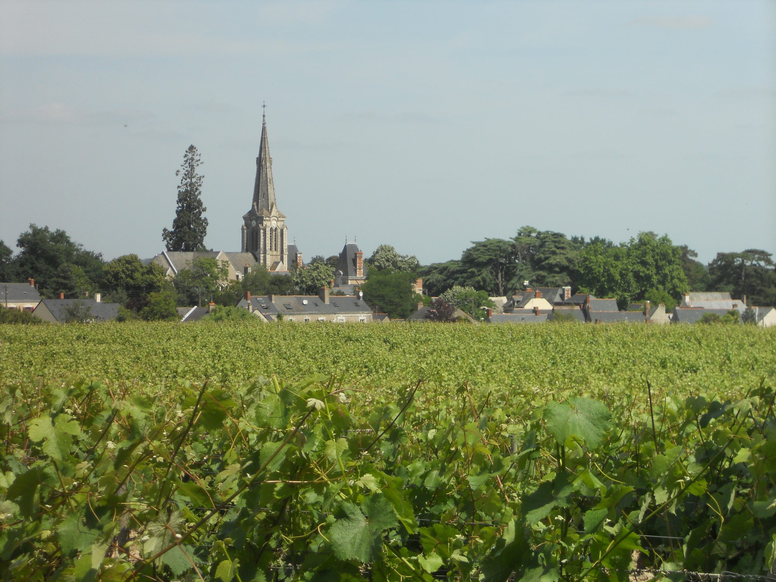 Vignoble de Savennieres, Anjou