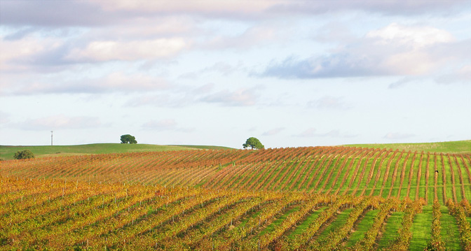 Vignoble de l Alentejo en automne, Portugal, région où l Arinto exprime un style blanc solaire et fruité