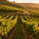 En 2026, le ban des vendanges a été déclenché plus tôt que jamais : toutes les dates