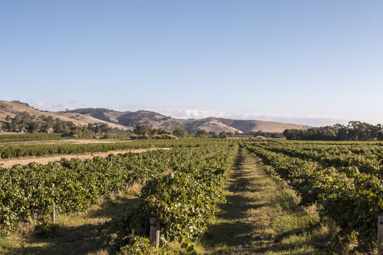 Endeavour Group efface 374 millions et brade ses vignes : la crise du vin australien dépasse l'Australie Vignobles de la Barossa Valley, Australie, au coucher du soleil