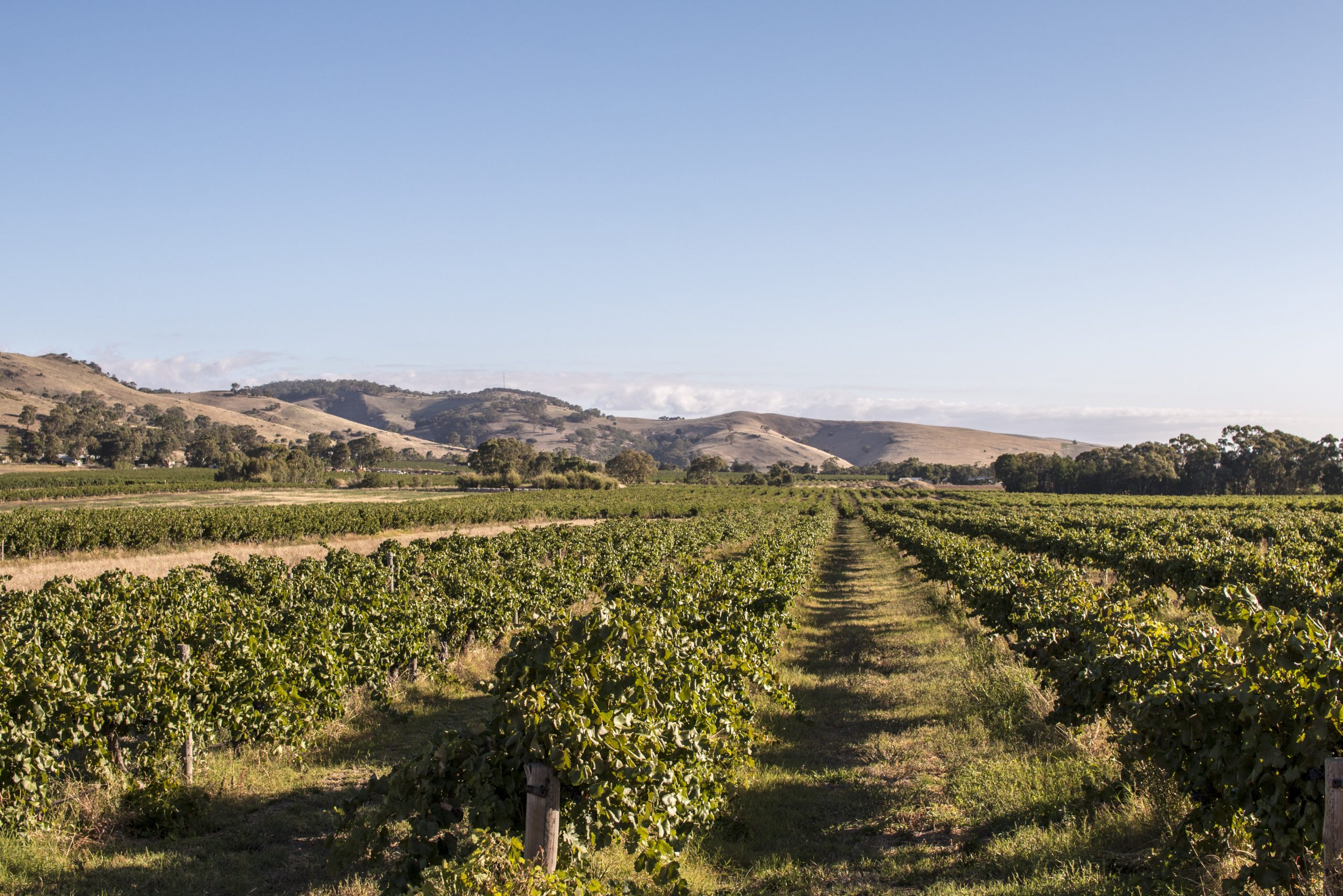 Vignobles de la Barossa Valley, Australie, au coucher du soleil