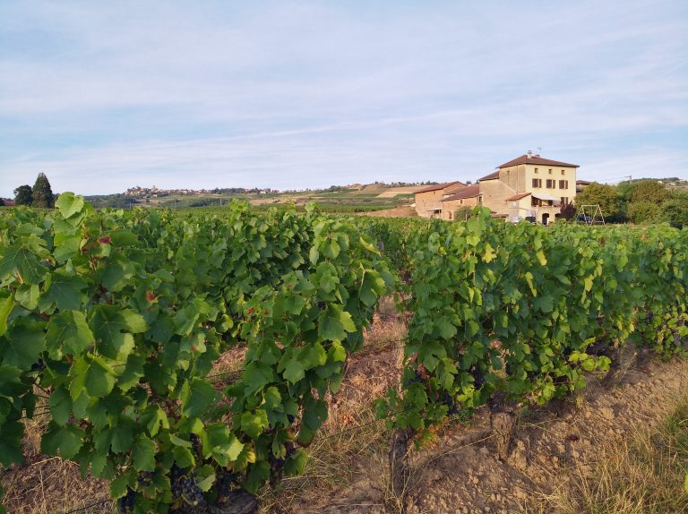 Le Beaujolais avance son ban général au 14 août : du jamais-vu dans l&rsquo;histoire de l&rsquo;appellation