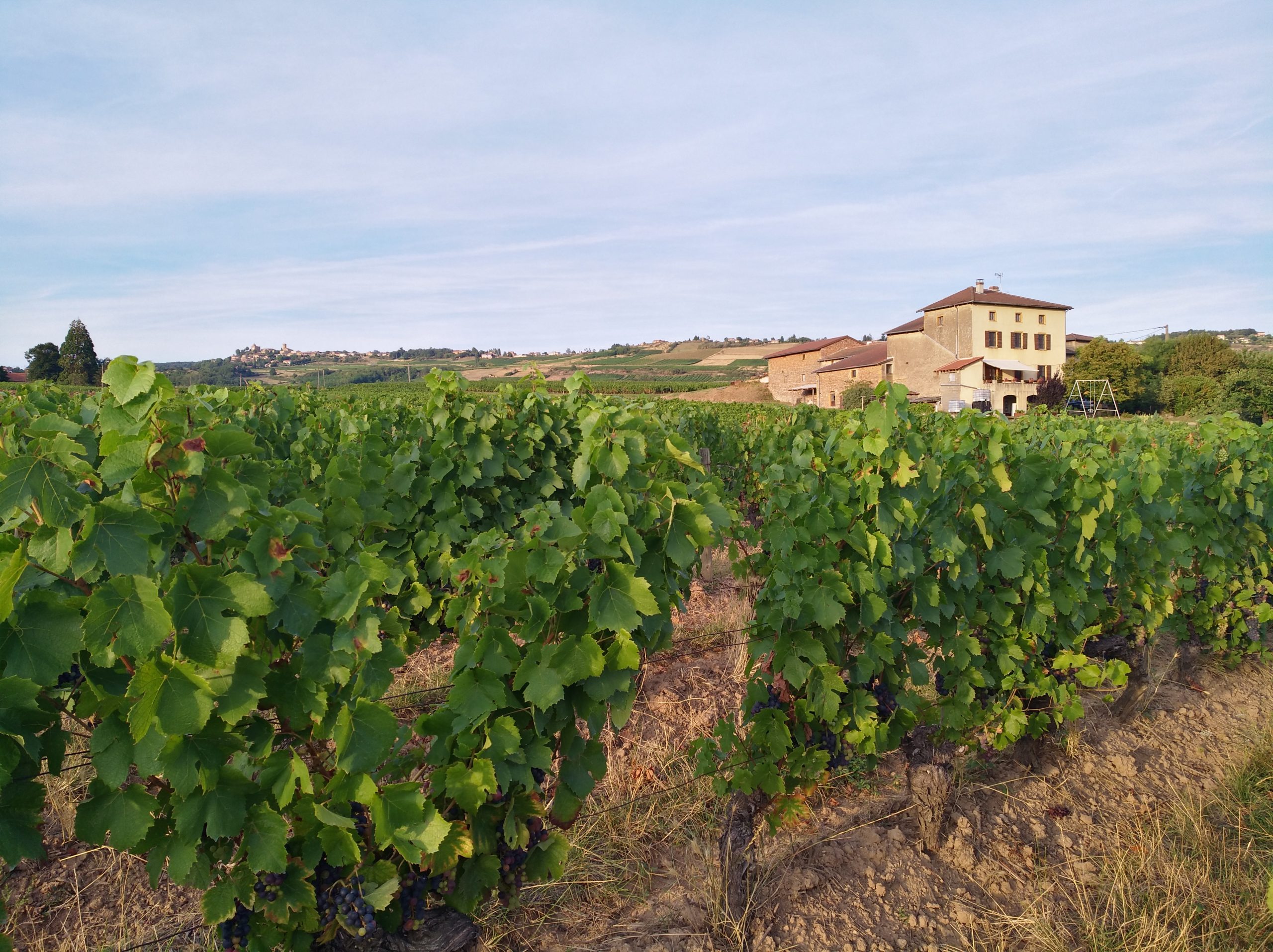 Vignoble du Beaujolais en aout, saint-Laurent-d-Oingt (Rhone)