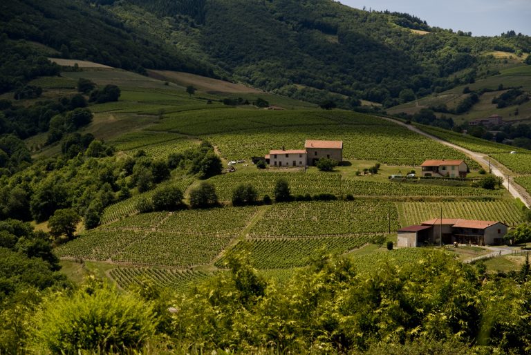 Même en 2003, le ban n&rsquo;était pas le 13 août : le Beaujolais 2026 vient de battre la canicule