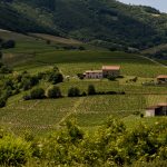Beaujolais 2026 : sous la sécheresse, le Gamay prêt à être vendangé dès le 10 août